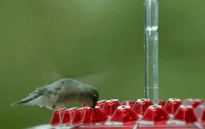 Hummingbird Feeder With Ant-Proof Hanging Perch For Outdoor Use