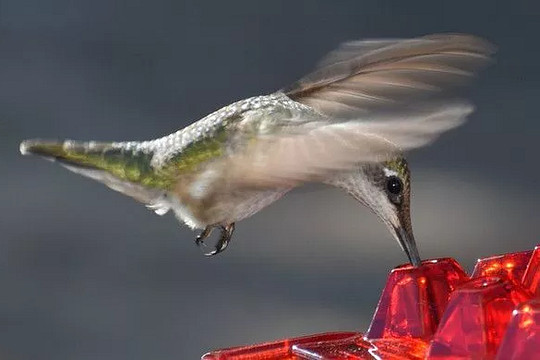 Hummingbird Feeder With Ant-Proof Hanging Perch For Outdoor Use