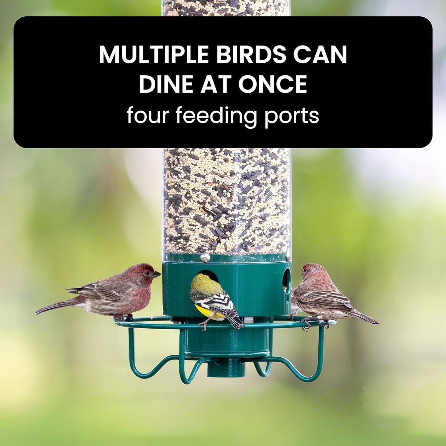 Bird Feeder With Squirrel-Proof Baffle And Weather-Resistant Design