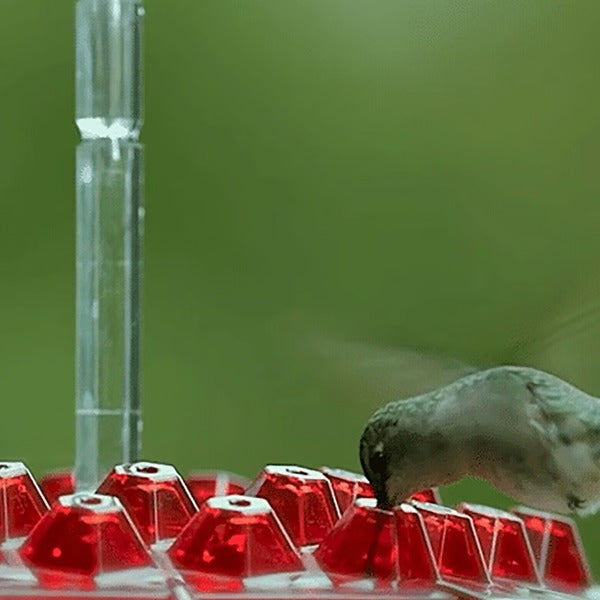 Hummingbird Feeder With Built In Ant Moat And Easy Clean Reservoir