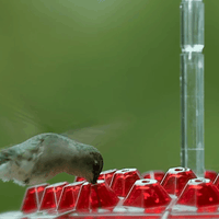 Hummingbird Feeder With Ant-Proof Hanging Perch For Outdoor Use