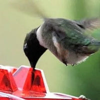 Hummingbird Feeder With Ant-Proof Hanging Perch For Outdoor Use