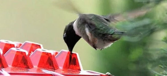 Hummingbird Feeder With Ant-Proof Hanging Perch For Outdoor Use