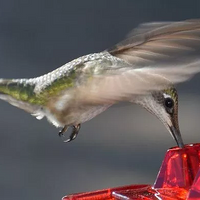 Hummingbird Feeder With Ant-Proof Hanging Perch For Outdoor Use
