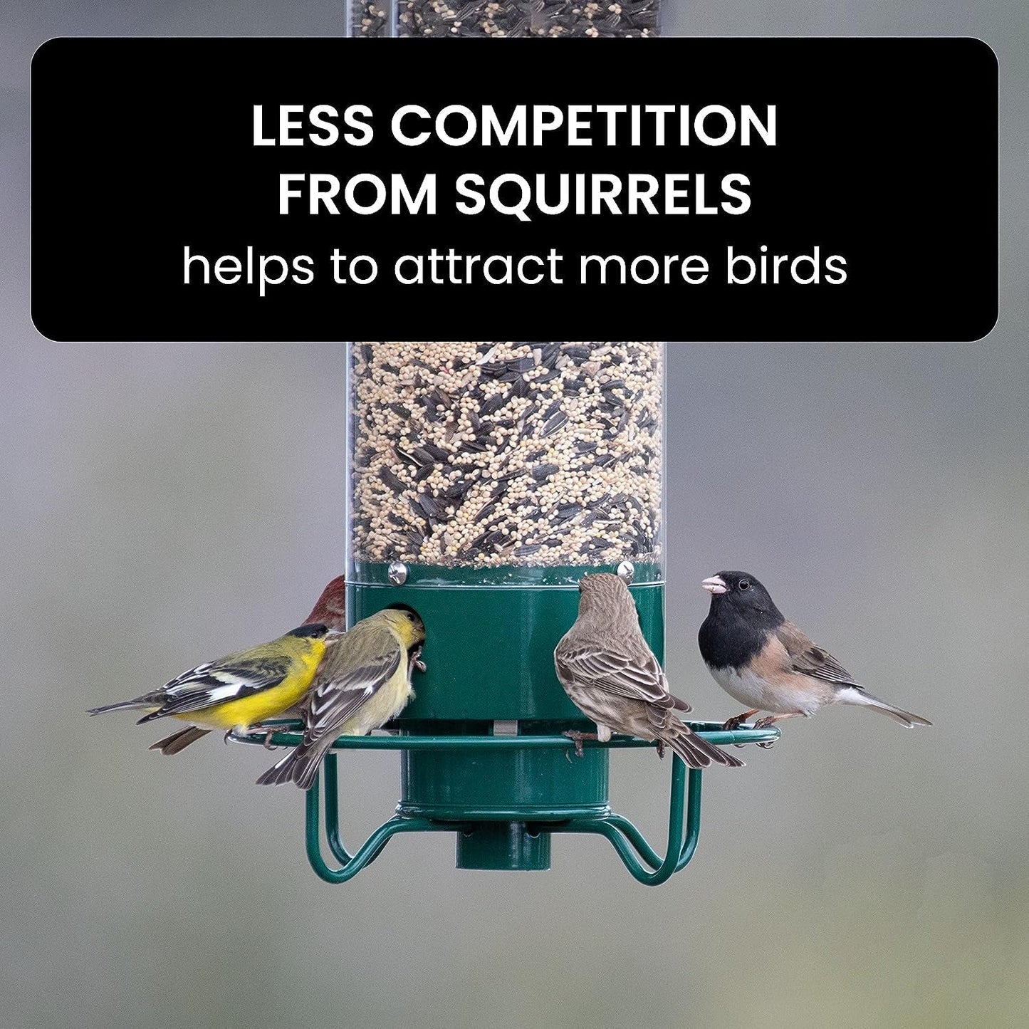 Bird Feeder With Squirrel-Proof Baffle And Weather-Resistant Design