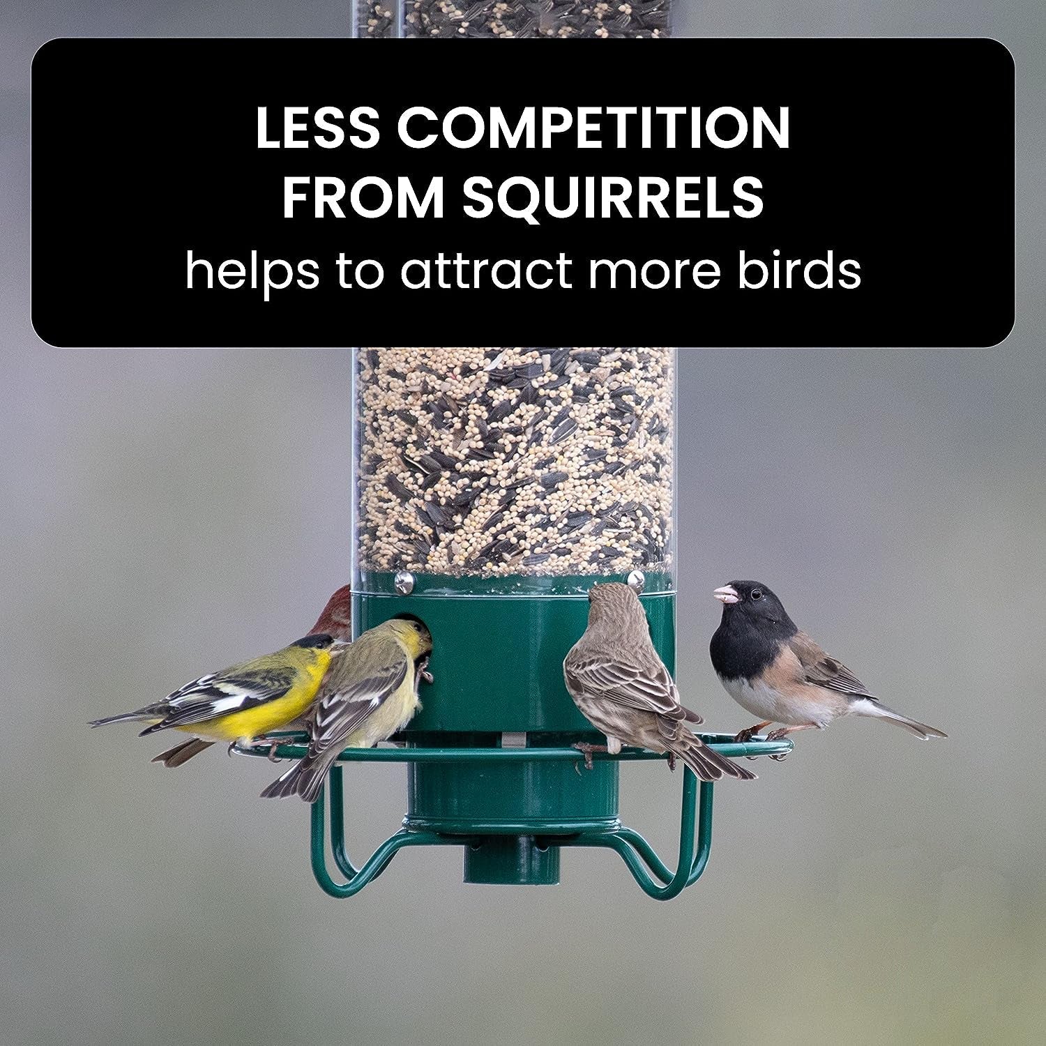 Bird Feeder With Squirrel-Proof Baffle And Weather-Resistant Design