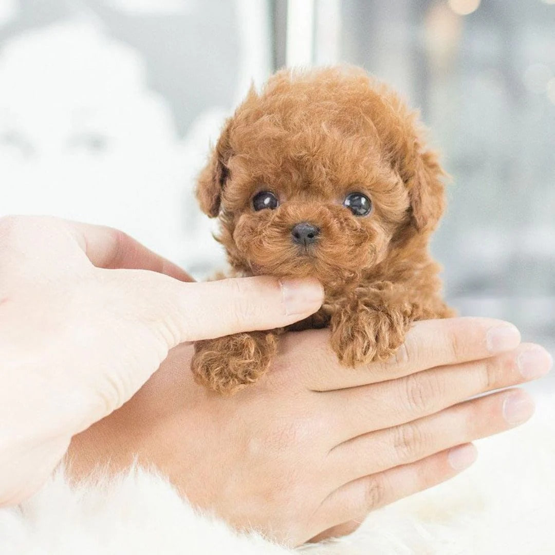 Robotic Puppy Toy With Realistic Movements And Lifelike Sounds