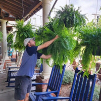 Artificial Boston Fern Plant for Porch, Balcony and Patio Displays