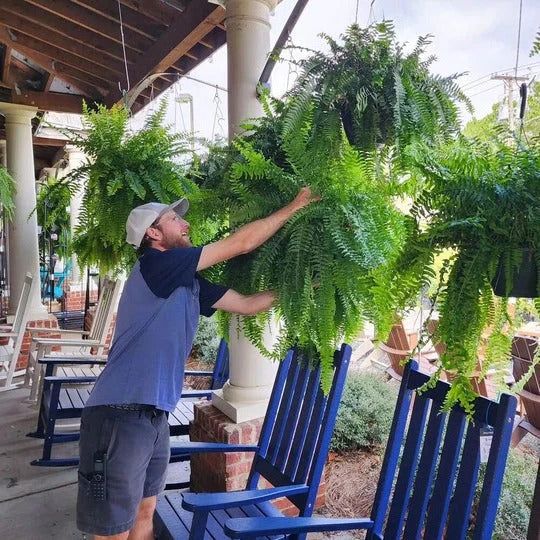 Artificial Boston Fern Plant for Porch, Balcony and Patio Displays
