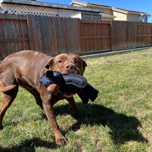 Dog Toys Indestructible Interactive Bear-Shaped For Heavy Chewers