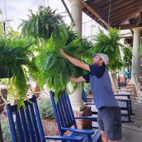 Artificial Boston Fern Plant For Outdoor Use UV Resistant Lifelike