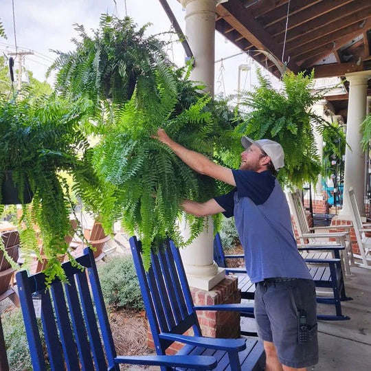 Artificial Boston Fern Plant For Outdoor Use UV Resistant Lifelike
