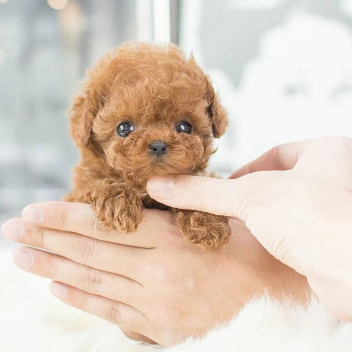 Interactive Robot Puppy Toy Realistic Lifelike Companion For Kids